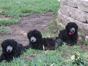 <photos of poodle puppies>
