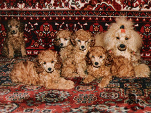 <photos of poodle puppies>