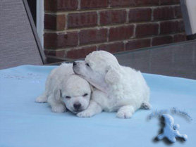 White Poodle Puppies