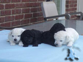 White and Blue Poodle Puppies