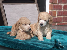 Apricot Poodle Puppies