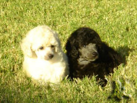 White and Silver Toy Poodle Puppies