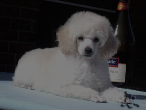 <photos of poodle puppies>