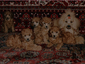 <photos of poodle puppies>
