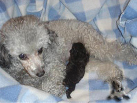 Silver Toy Poodle Puppy with Mother